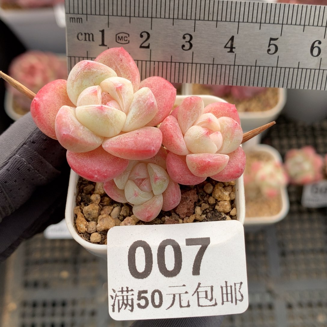 7。小腿粉糖心三头冰玉。