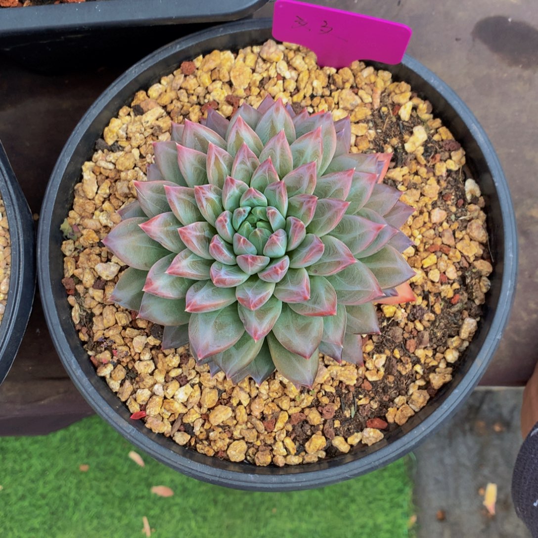 ᥫ****哈哈哈哈哈哈哈哈哈哈哈哈哈哈