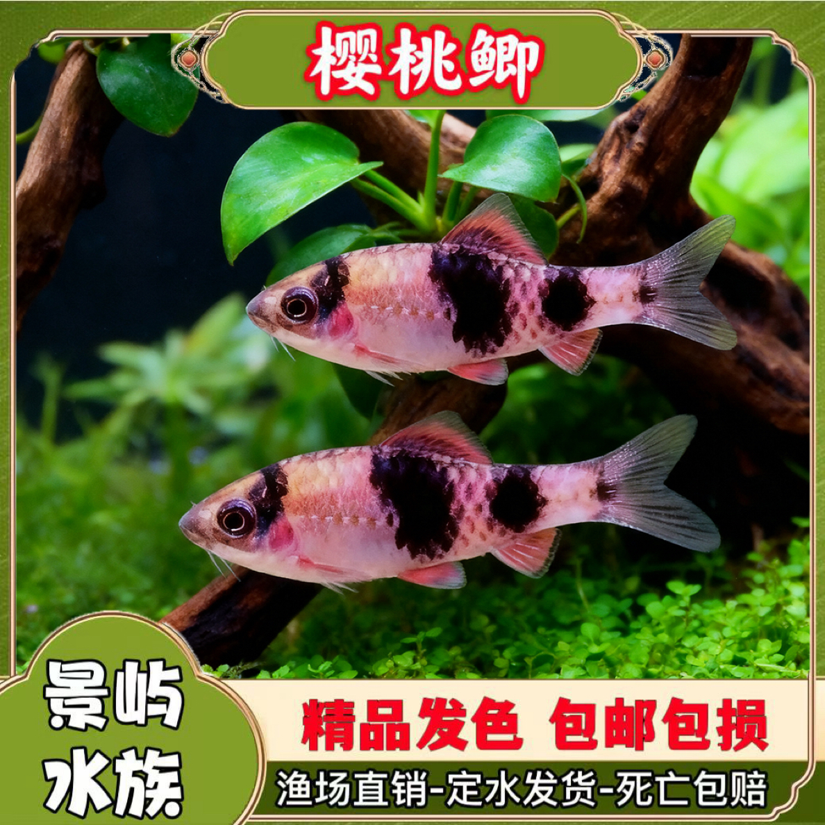 樱桃鲫鱼冷水观赏鱼活体原生淡水小型溪流条纹耐活好养耐寒