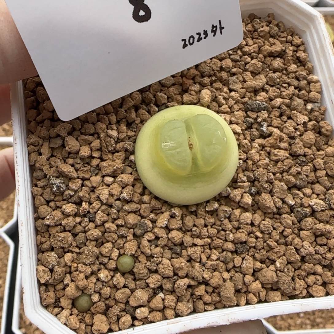 一****?多肉多肉多肉2025-008