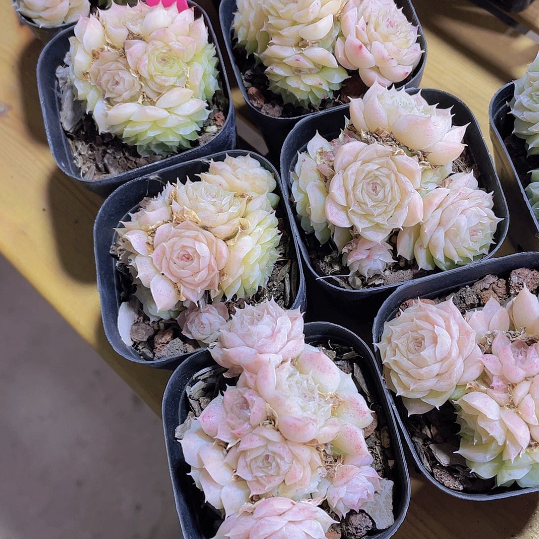 254号 睫毛花朵麦秆多头群一颗