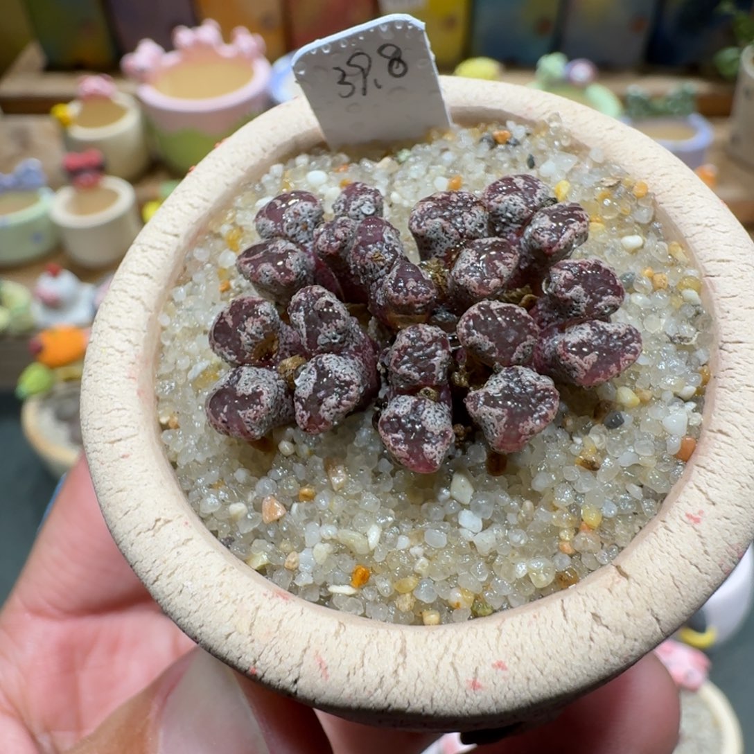 蘑菇1364蝴蝶勋章多肉植物
