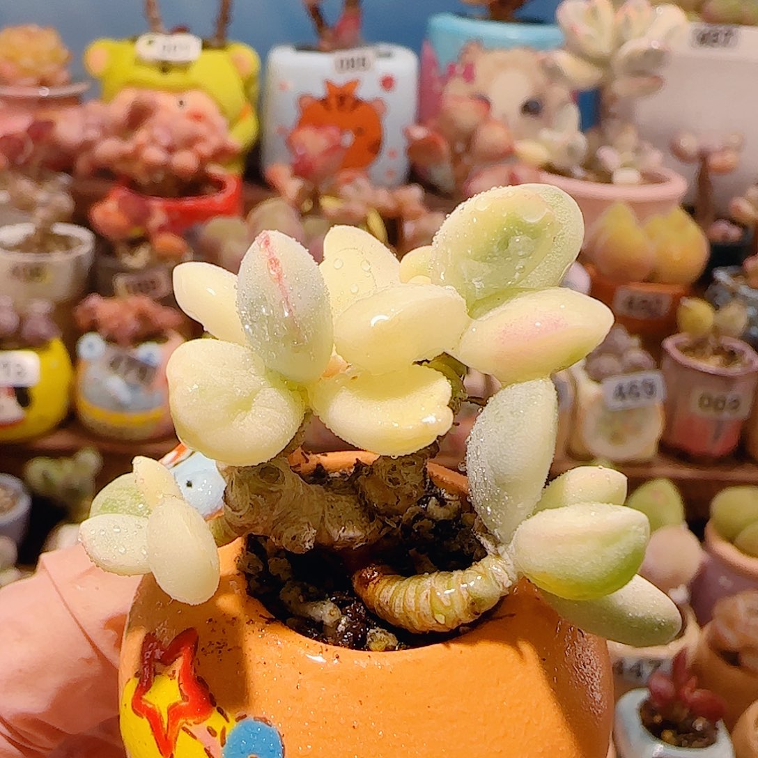 T乒乓福娘锦盆口3cm