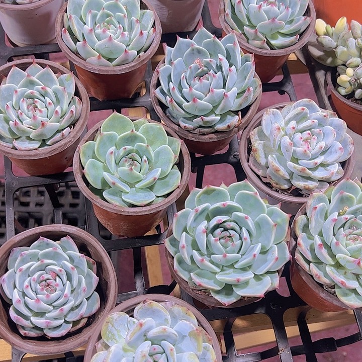 大梦瑶精品多肉植物