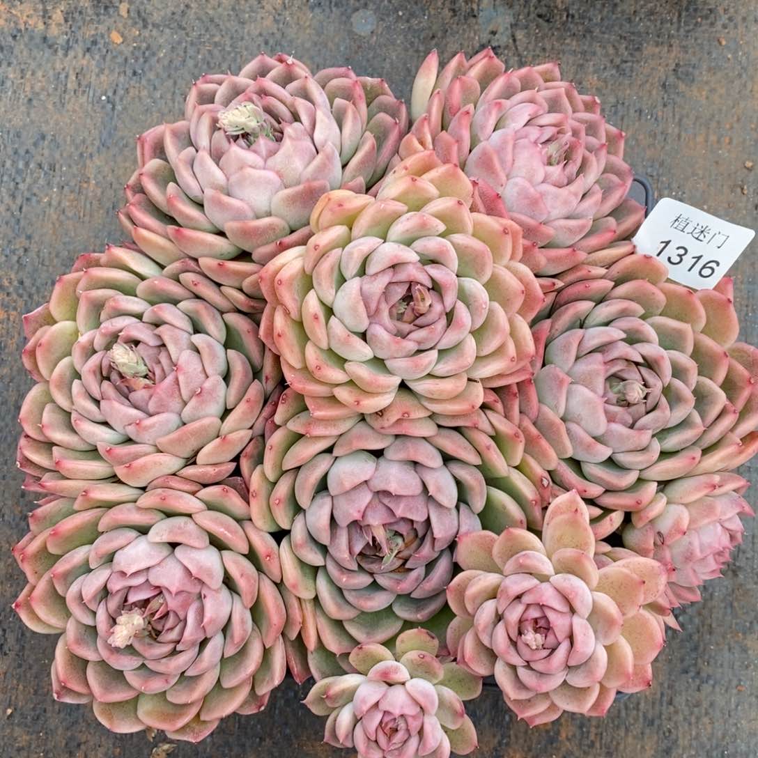 花**芳杂交精品多肉1316