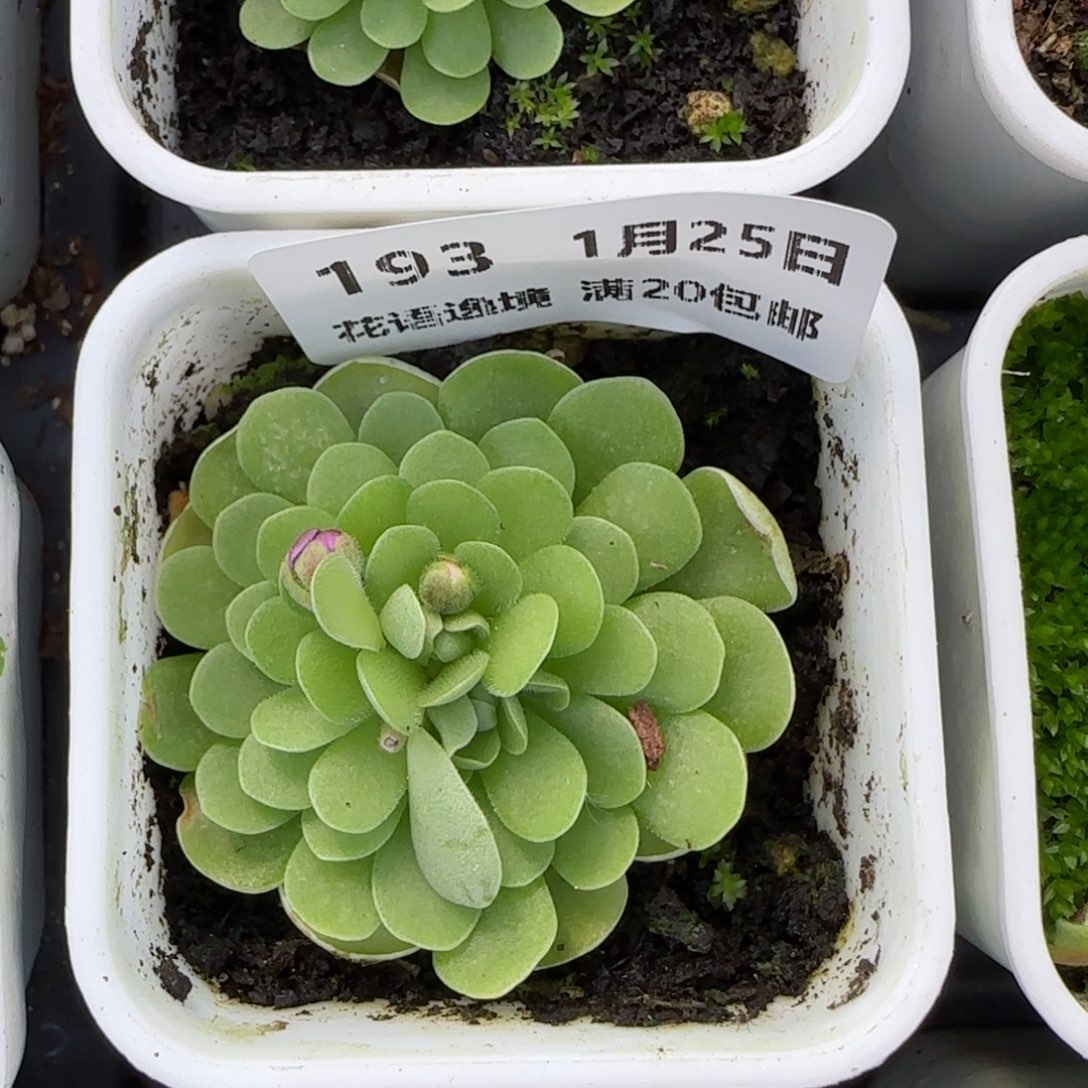 花语逸镜0125-193