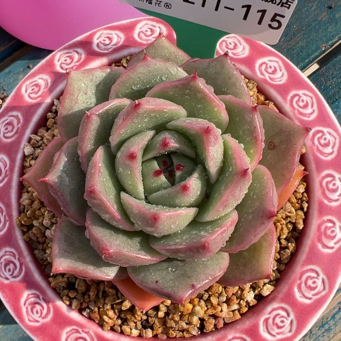 从前慢多肉精选编号0211.115