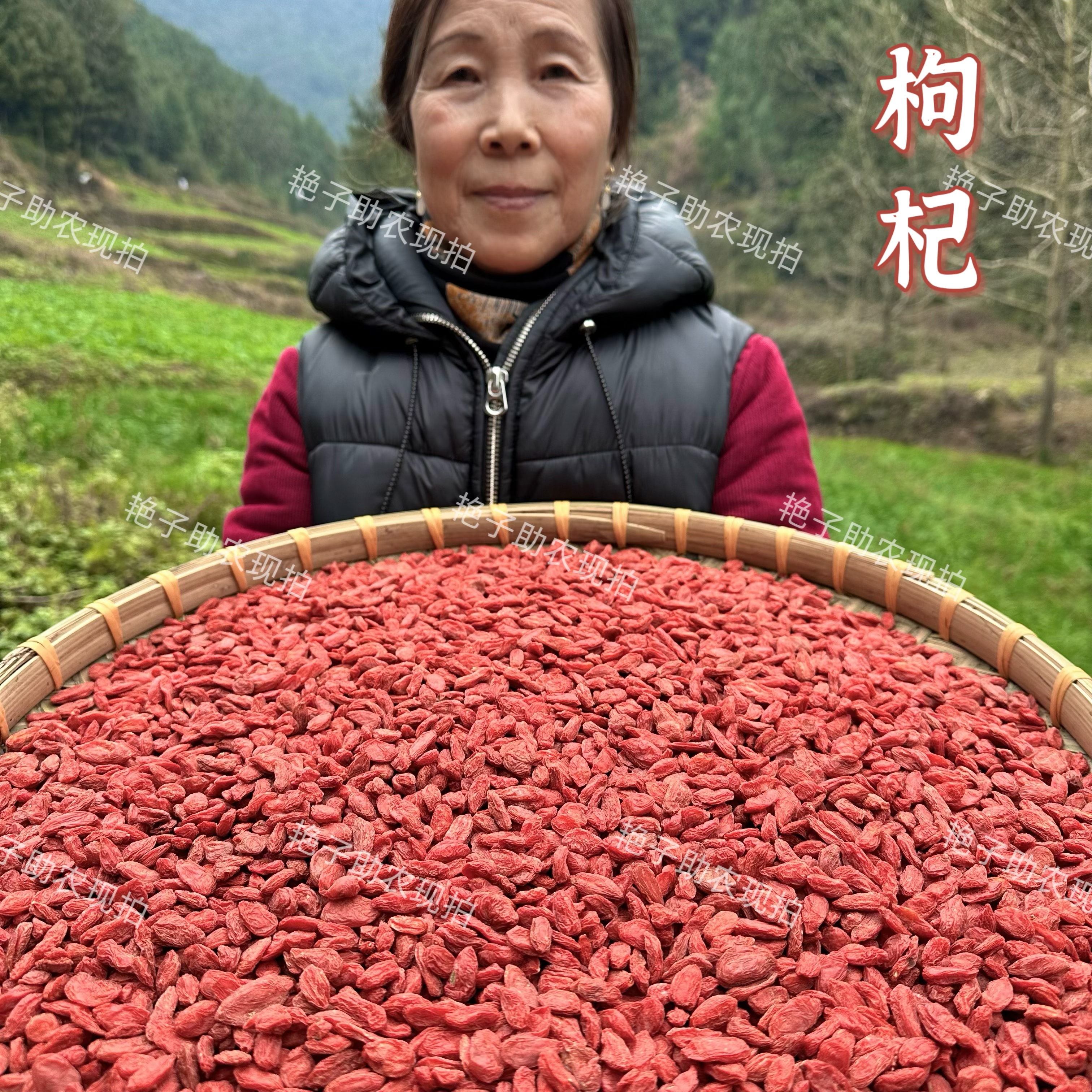 【现收枸杞】无硫泡水煲汤