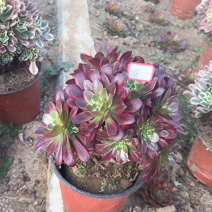 多肉植物安娜18号不包损