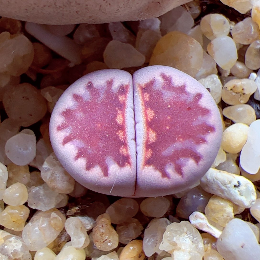 114 优秀的肉肉40