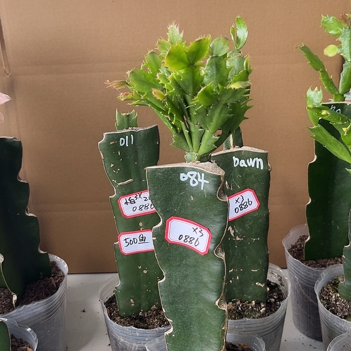 经***白当前无花栽培后可以开花三颗花一个大鱼