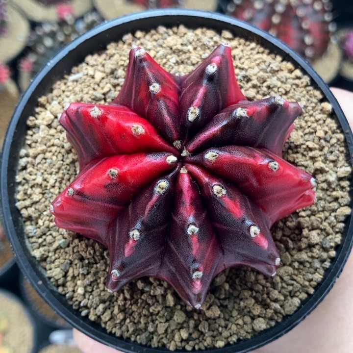 黑寡妇锦 米哈仙人球