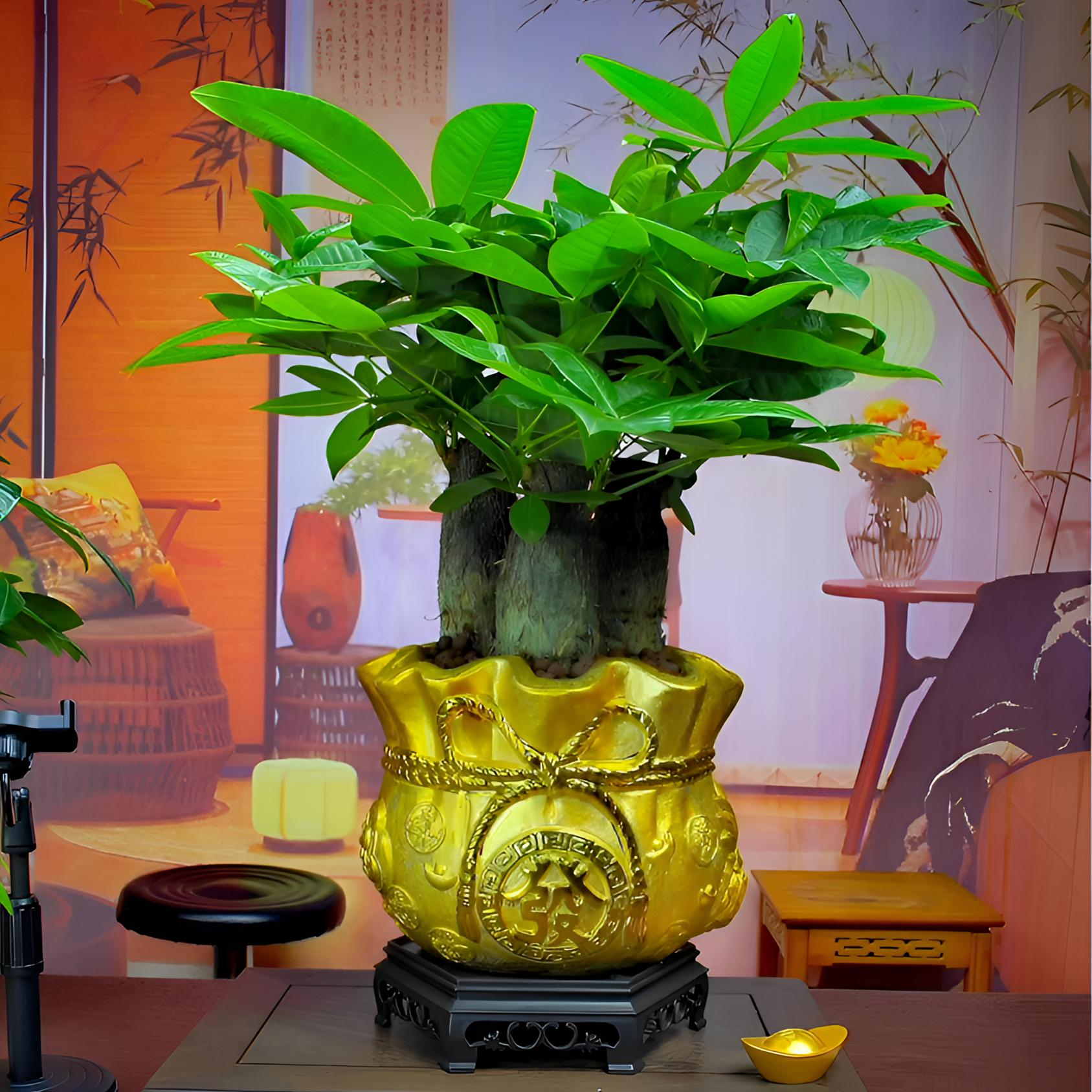 中式金钱袋陶瓷盆三棵发财树室内高端