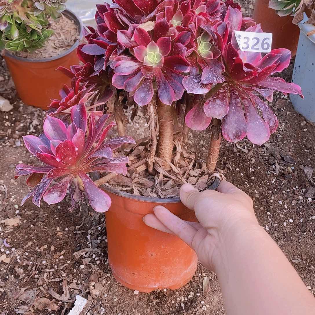 326 号一物一拍多肉植物