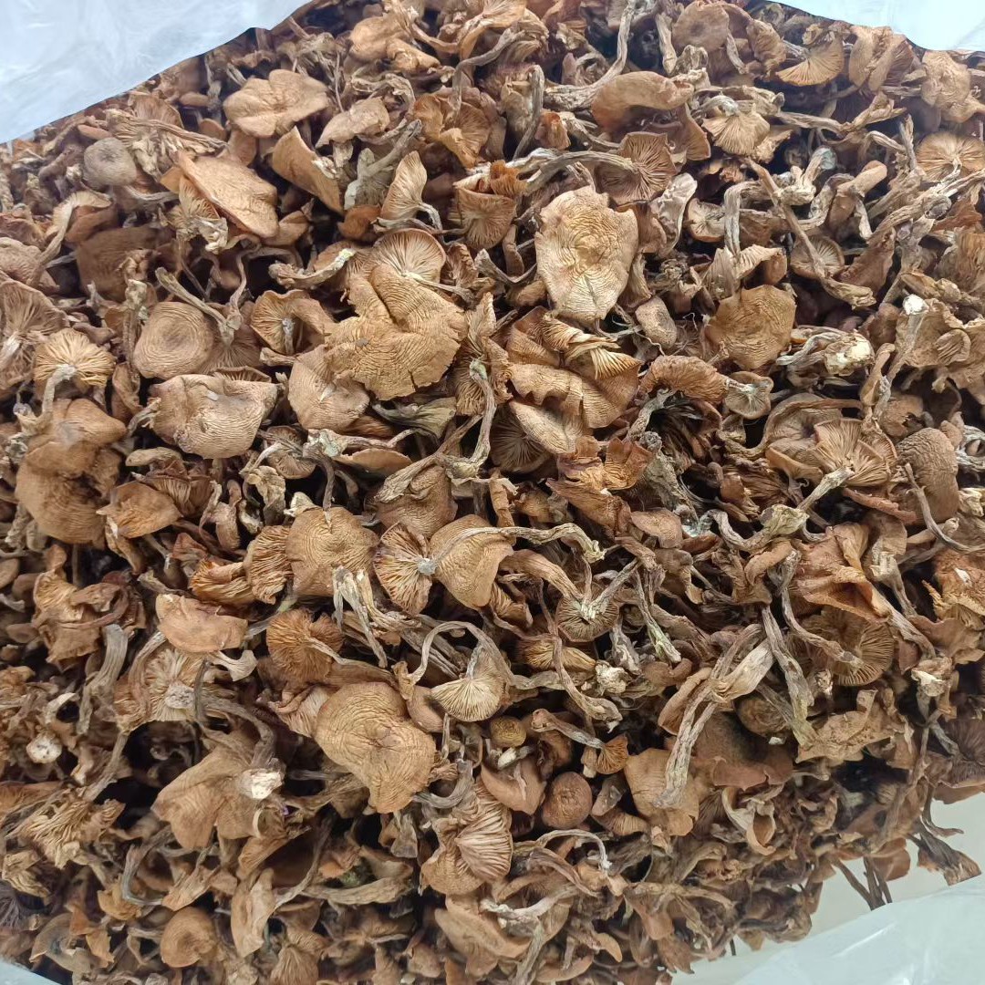 2025年野生榛蘑1斤