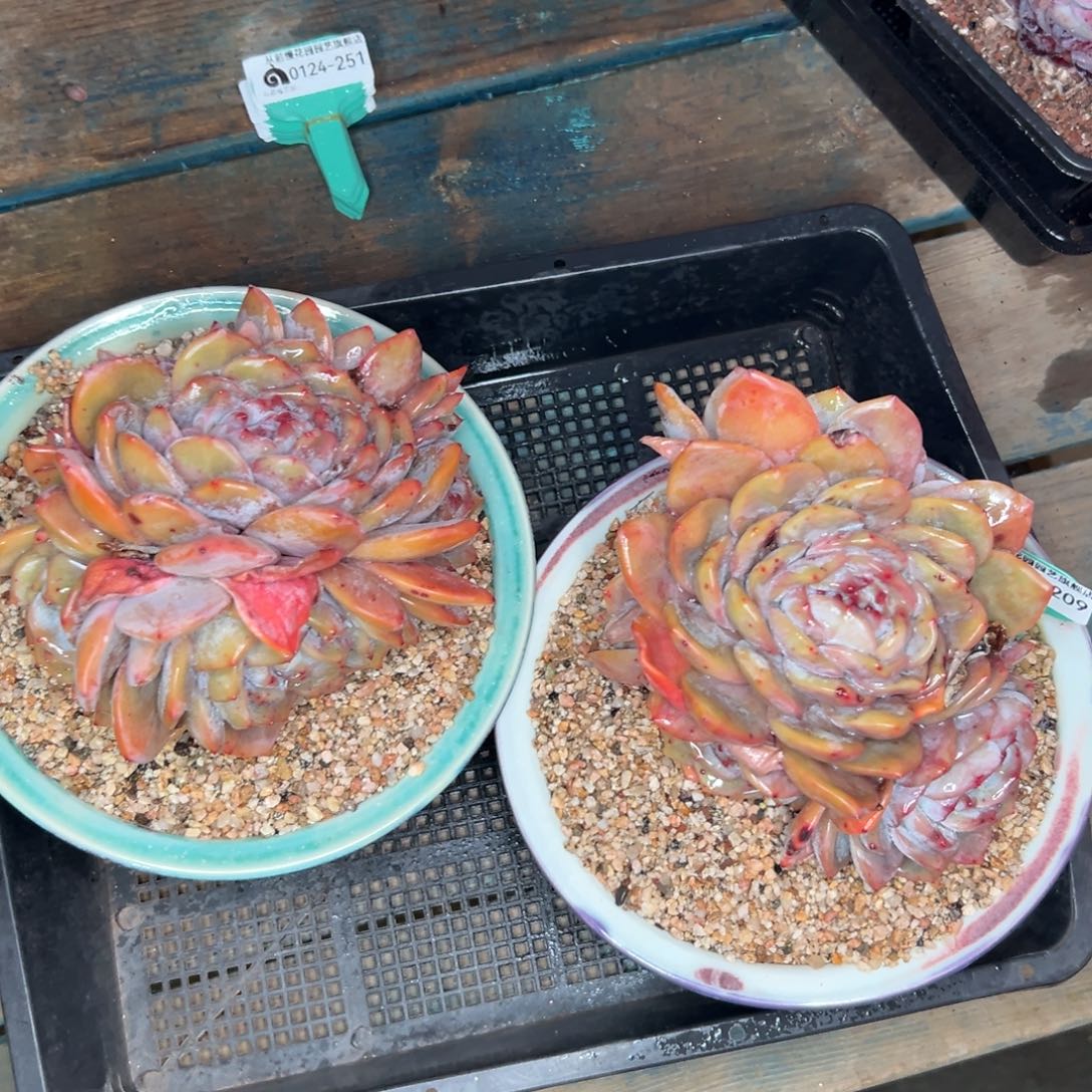 多肉一物一拍0124-209