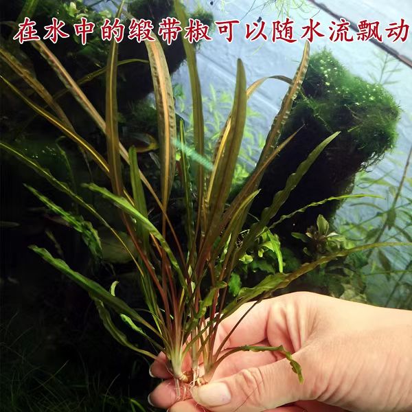 多种椒草随机发好养阴性水草适合新手造景（五个品种各发二棵）