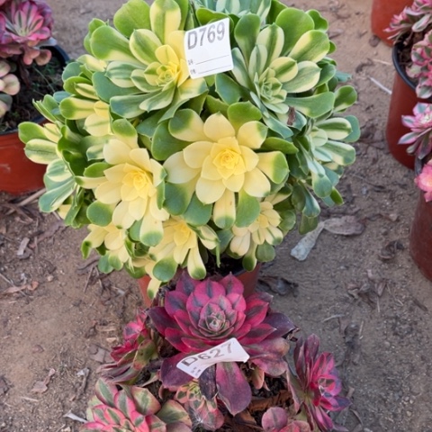 多肉植物辛尼亚倾成