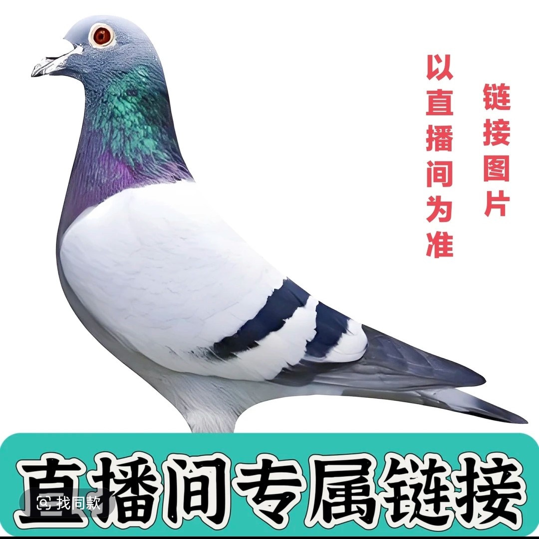 活菌粉适用于成绩鸽赛鸽血统鸽种鸽青年鸽幼鸽