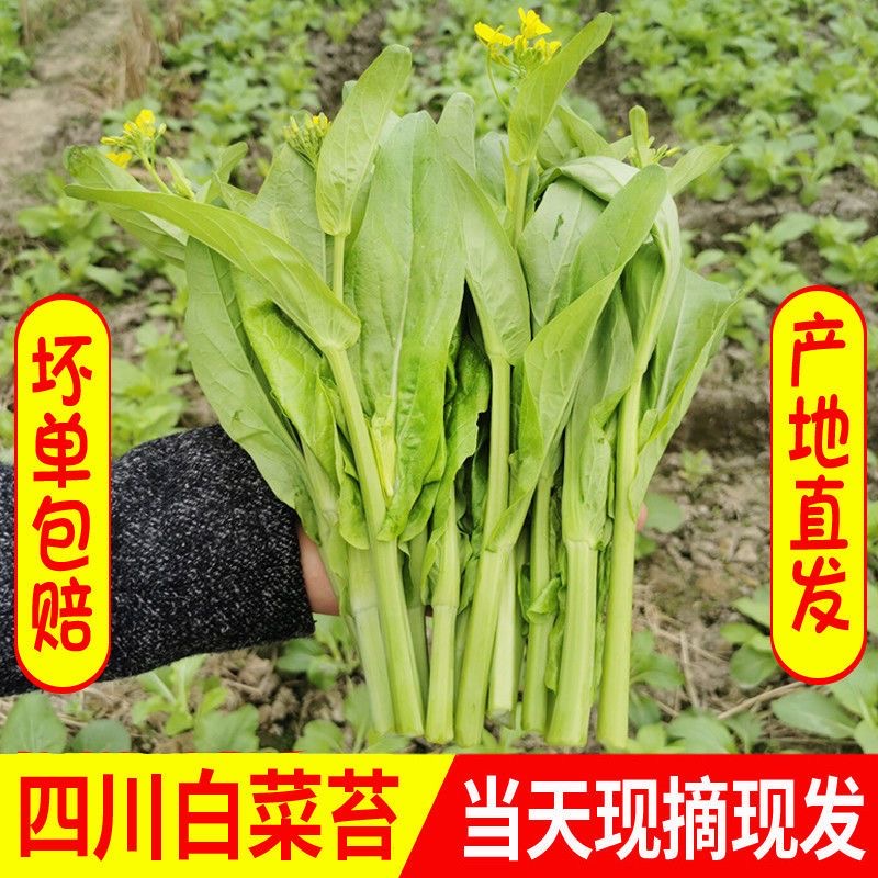新鲜蔬菜白菜苔农家自种白菜心绿叶白菜薹青菜苔农家自种
