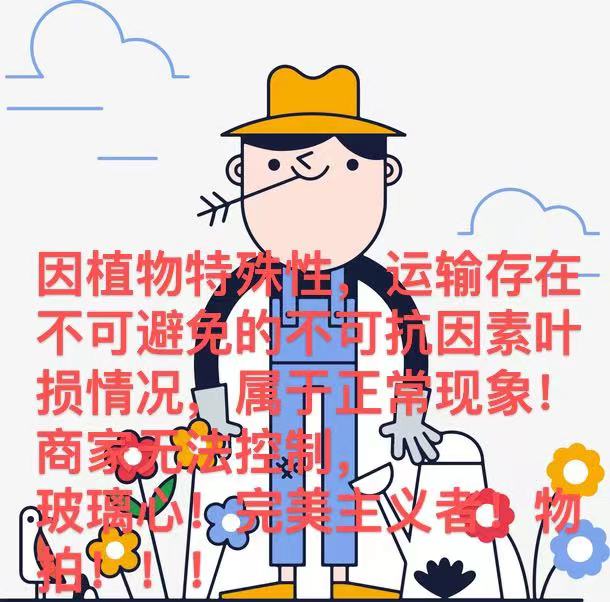 （花叶芋）秋海棠一物一拍链接