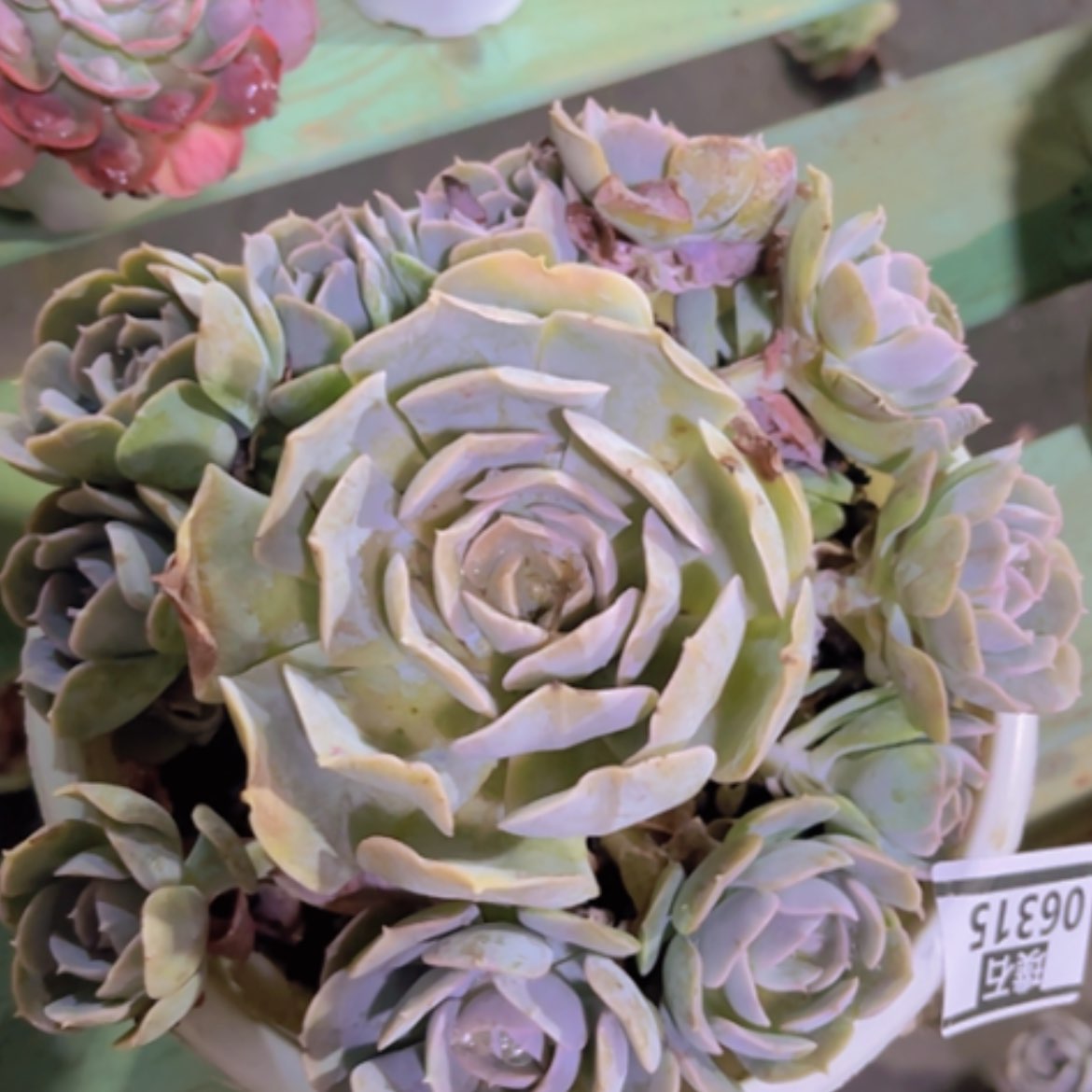 【闪购商品】安娜玫瑰06315