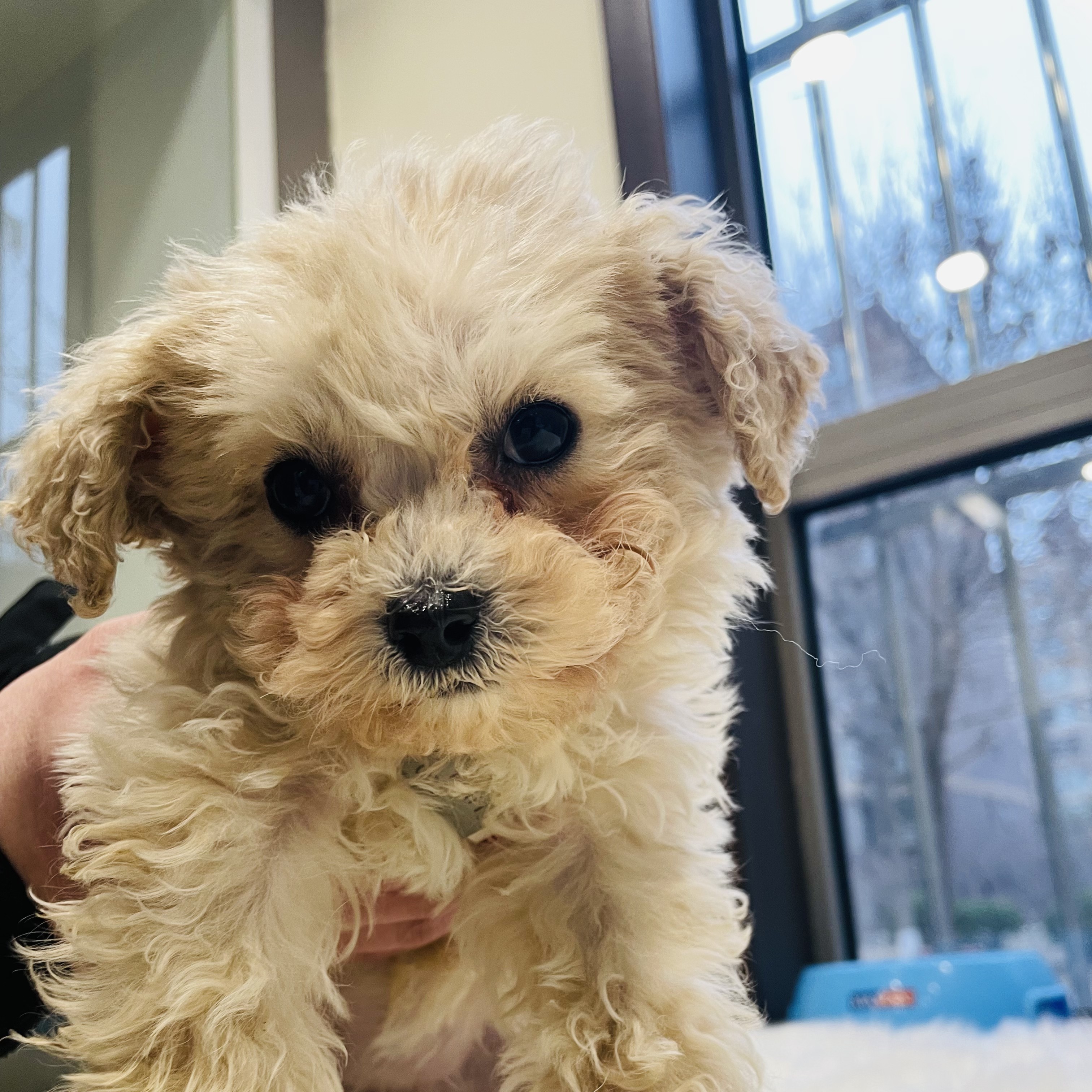 马尔泰犬-可爱小狗5号