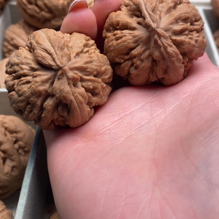 农***帅霸王龙全品无修一刀没动