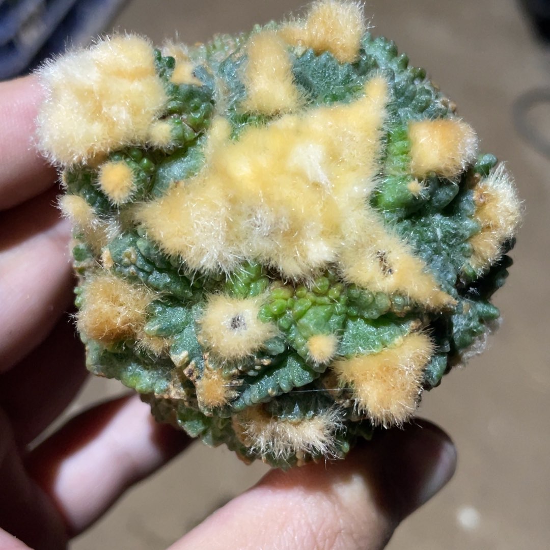 仙人球开花 931 仙人球