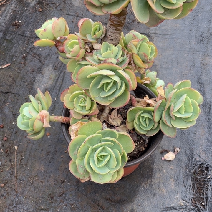 珠*澳262 号鸡蛋碧桃多肉