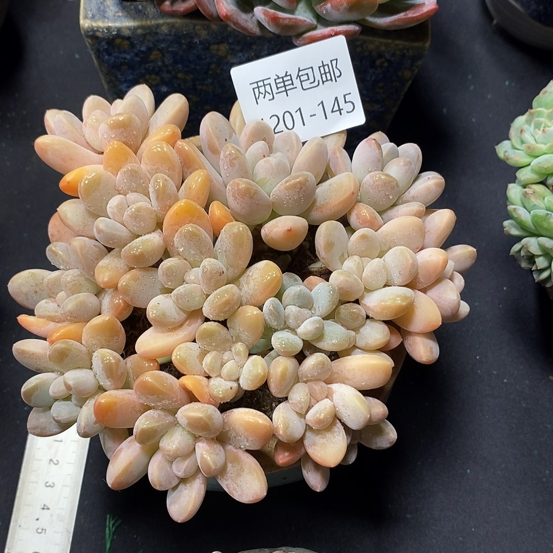 酸奶多肉 香芋145