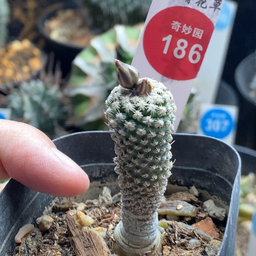 海胆娇丽一颗65877