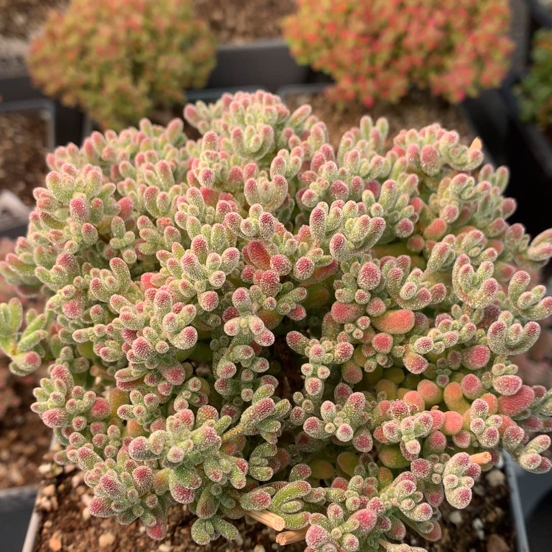 c323冰晶枝干番杏