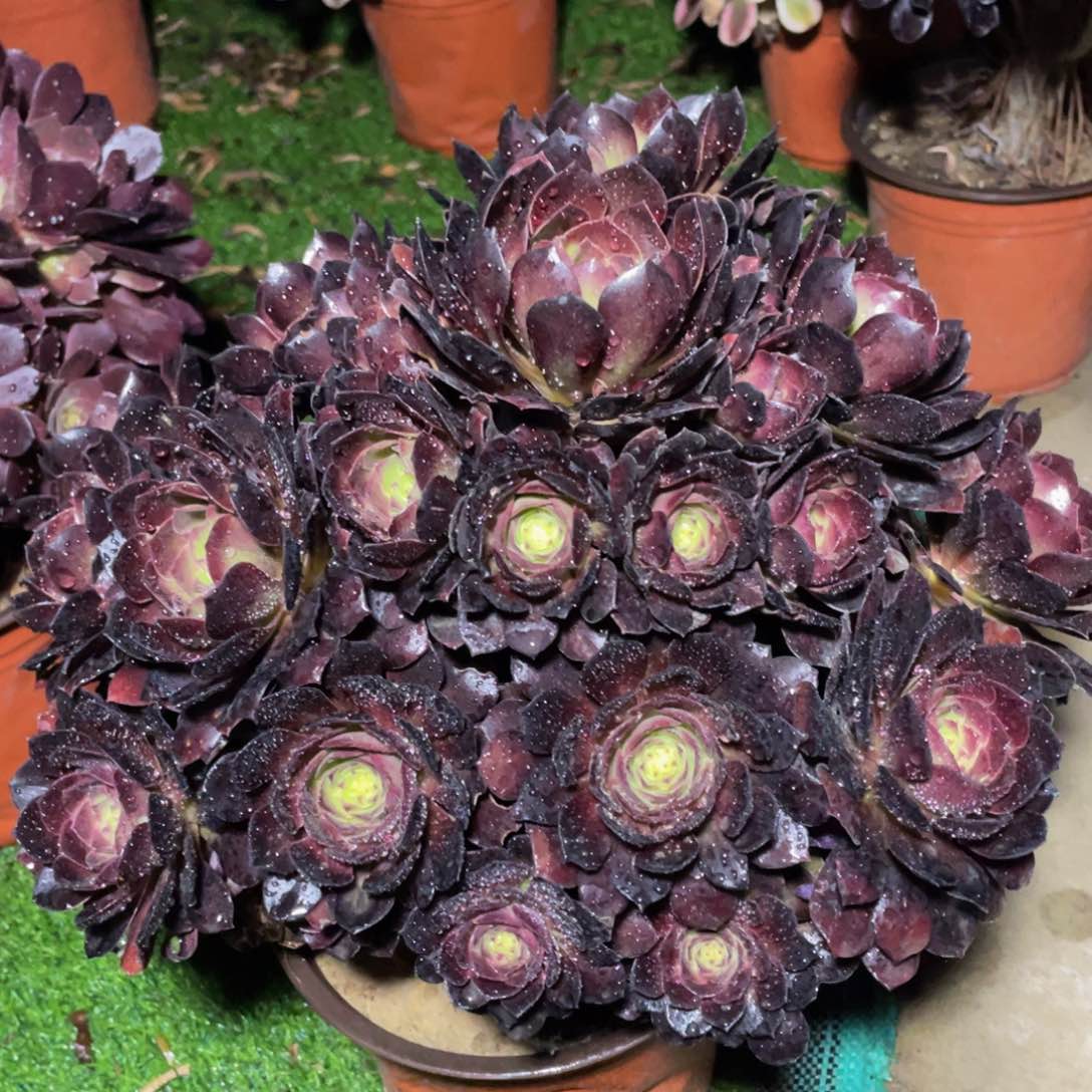 662赤炎莲精品法师多肉