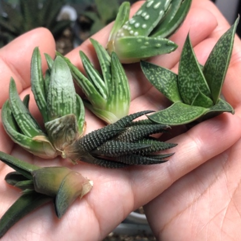 皇帝天使恐龙大型尼古拉龙虎霸原始6颗一起