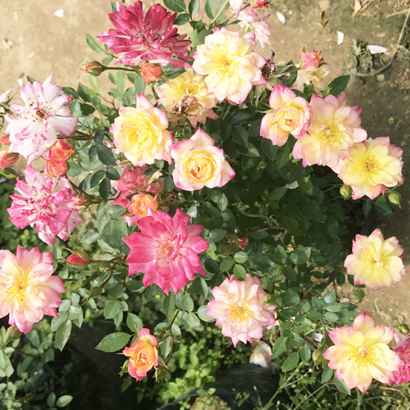 小五彩【带现花或带花苞】微型月季超微型