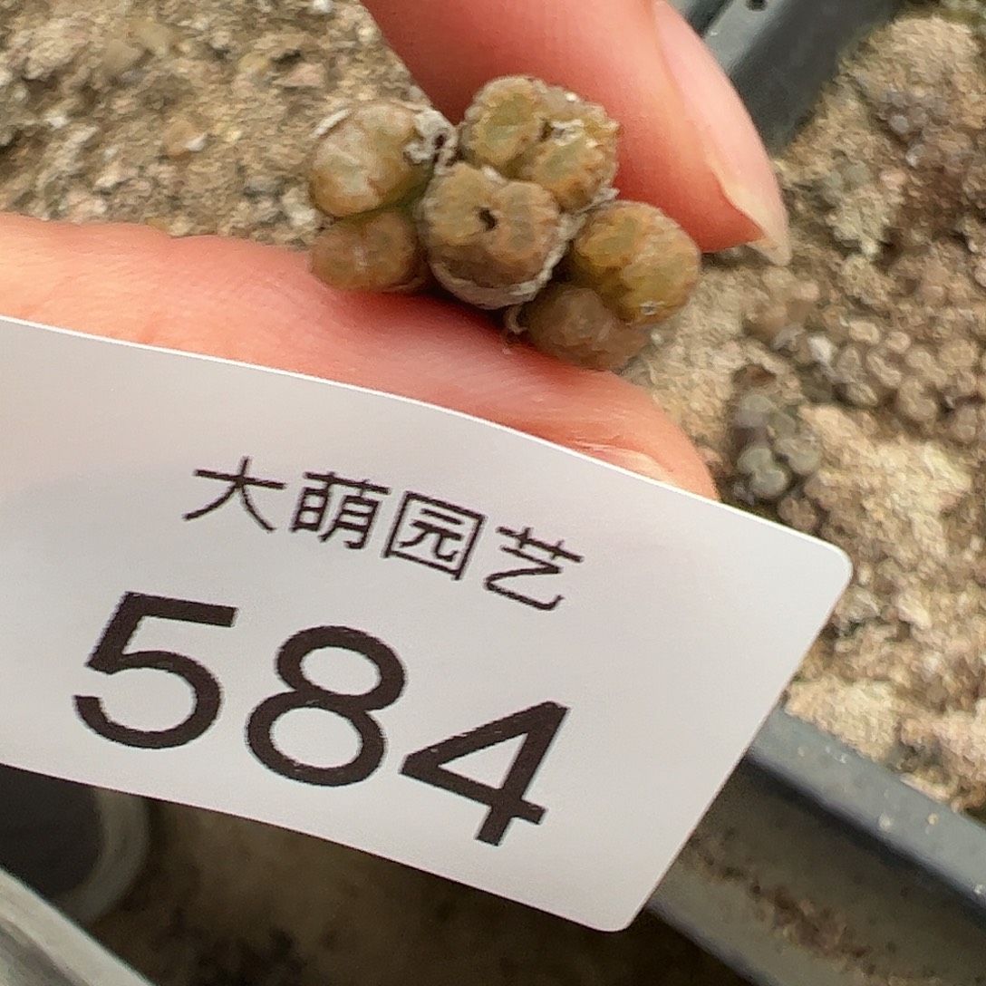 墨***号一物一拍。       584