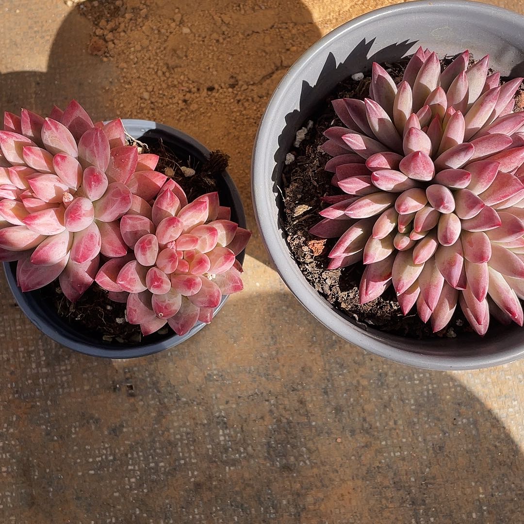 兰***子兰子姐多肉链接的时候