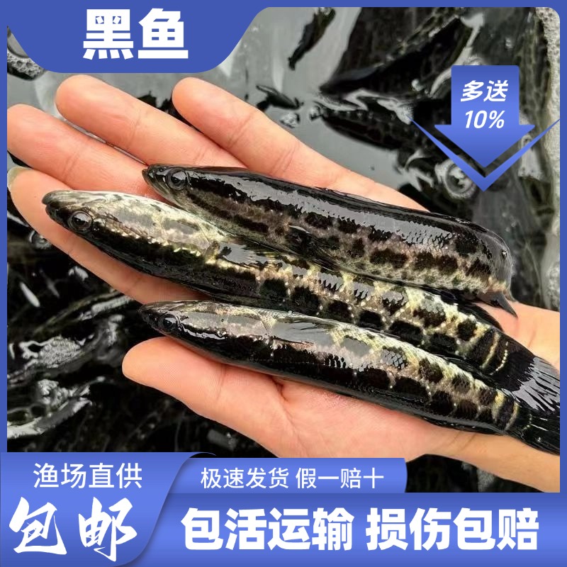 【活体】黑鱼 生鱼财鱼 乌鱼斑鱼宠物淡水养殖
