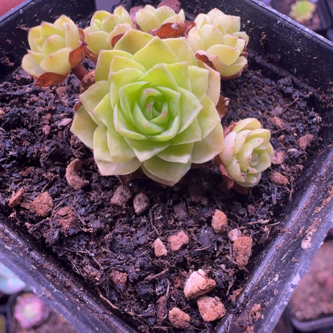 L***aL668半城玫瑰樱焙不含盆土