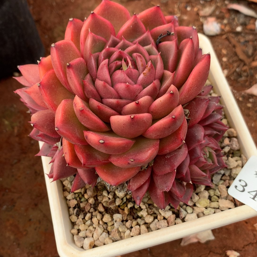 3484杂交精品基地11厘米