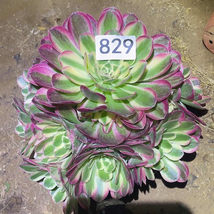 多肉植物法师829玉姿