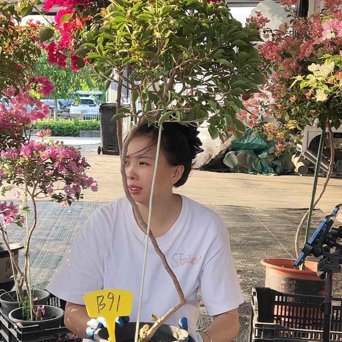 迪***生大部分花苞少量开放B91佩德罗