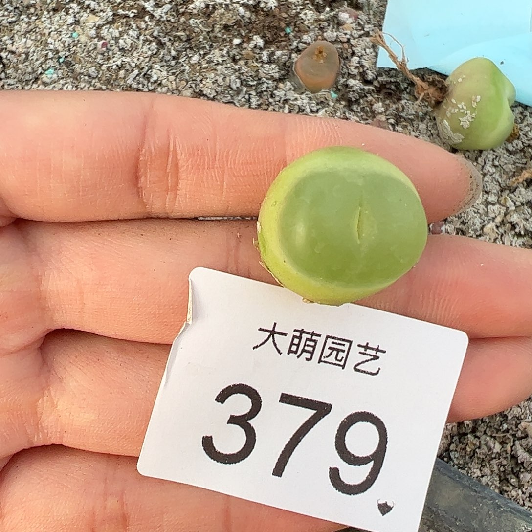 一物一拍大拉登。379