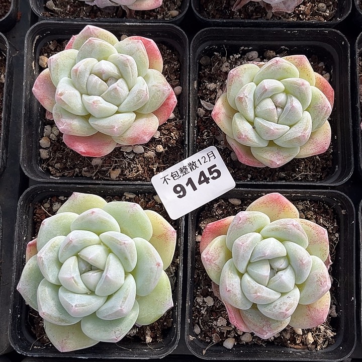 阿雅园艺。       9145四颗