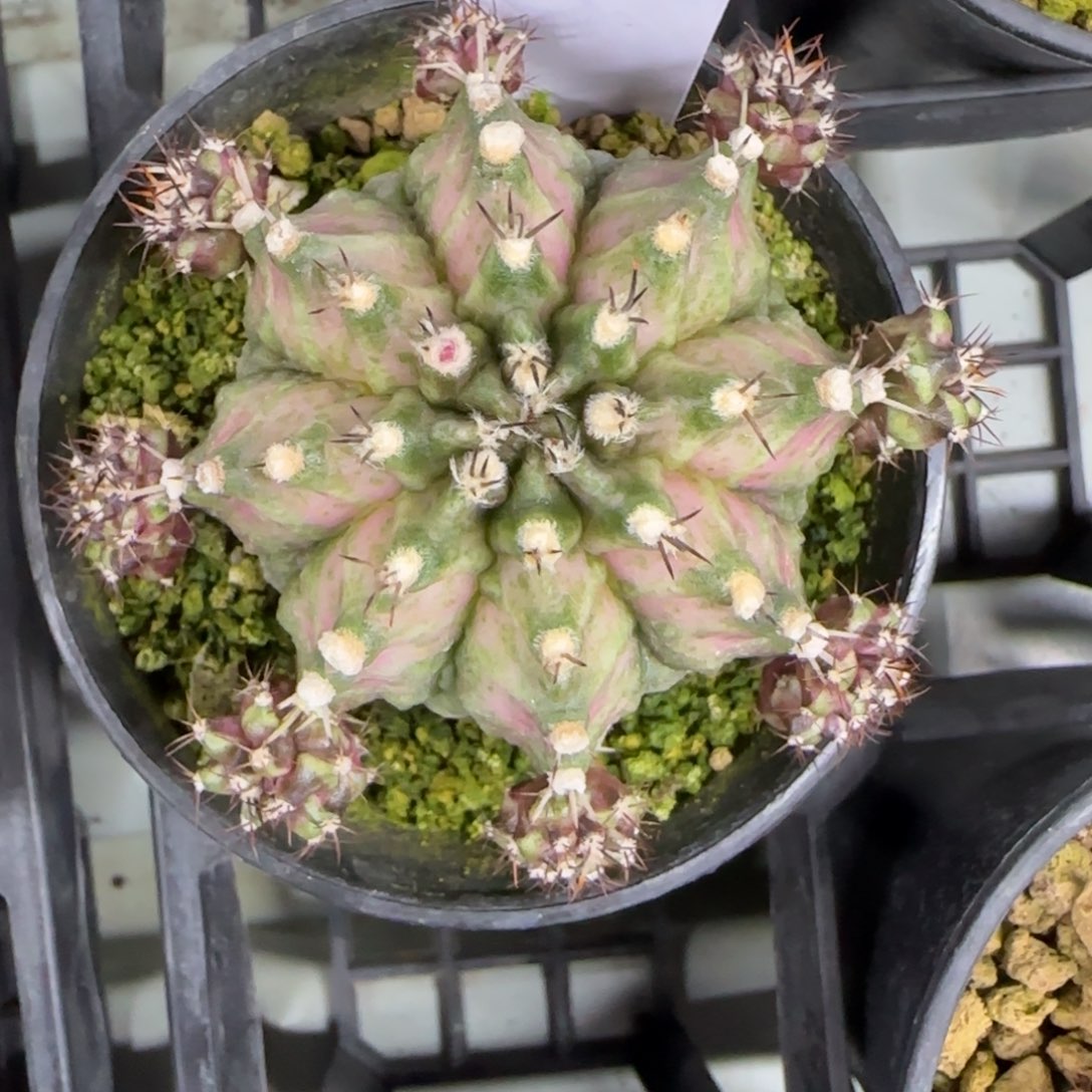 49-0310脱土发海神多肉