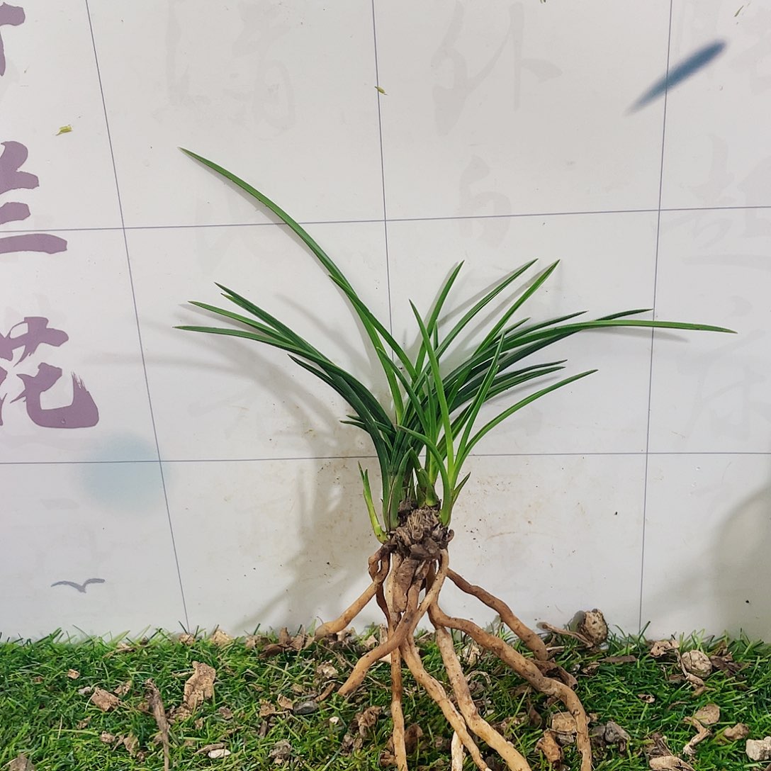 龙***风完全开放兰花兰花