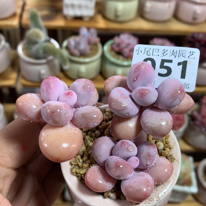 小尾巴多肉园艺5CM迷你拇指盆栽P051