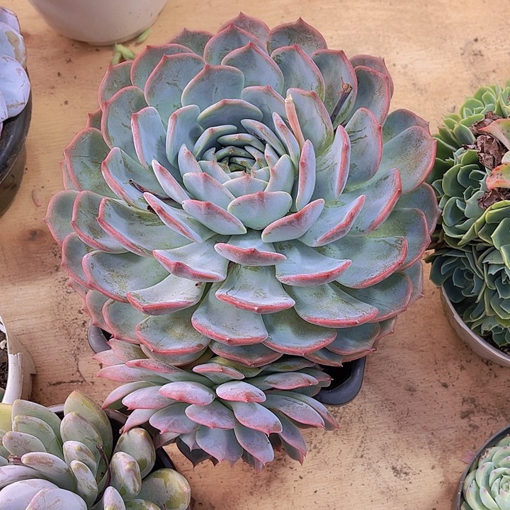 黑***子000000000000000595