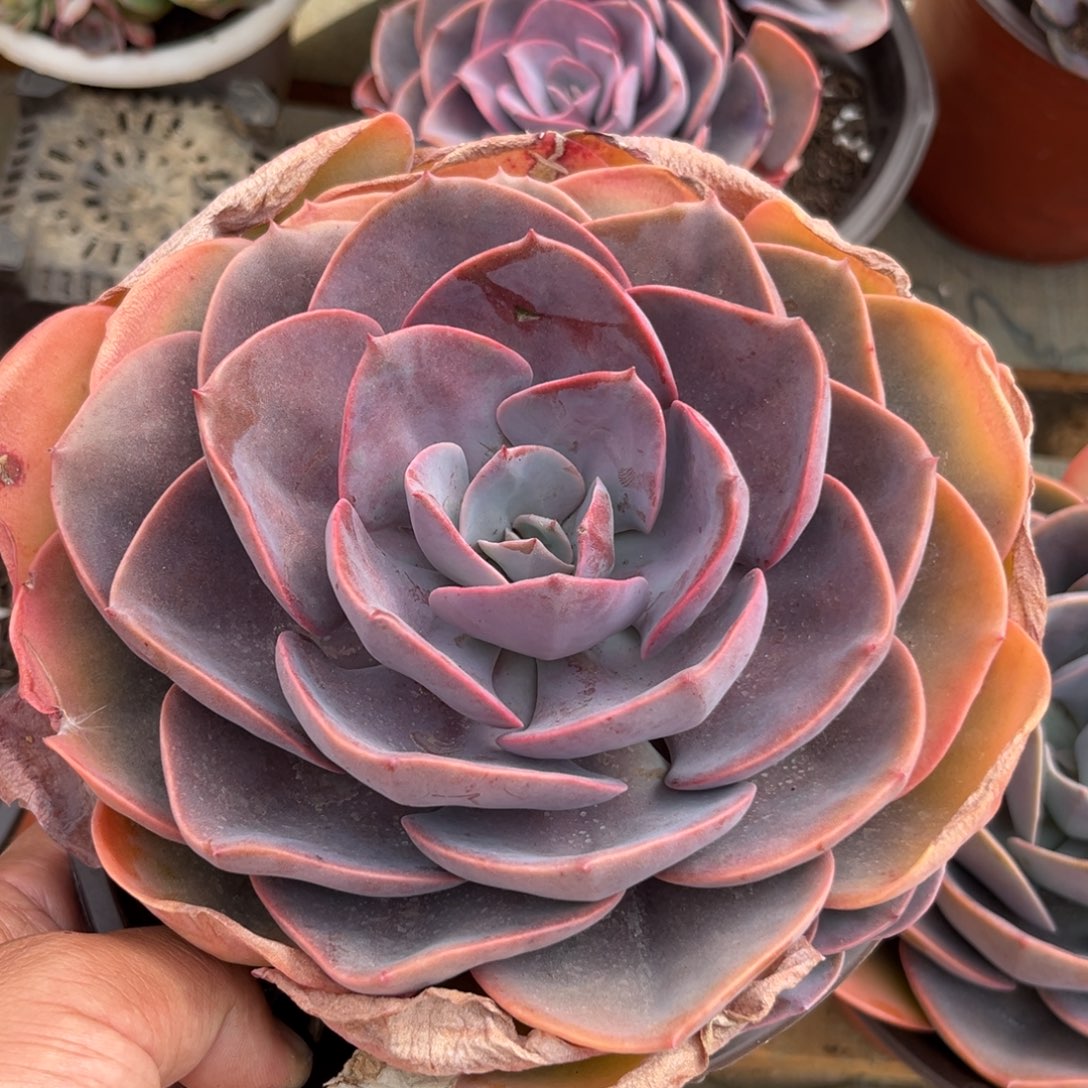 尘埃玫瑰多肉植物的提取